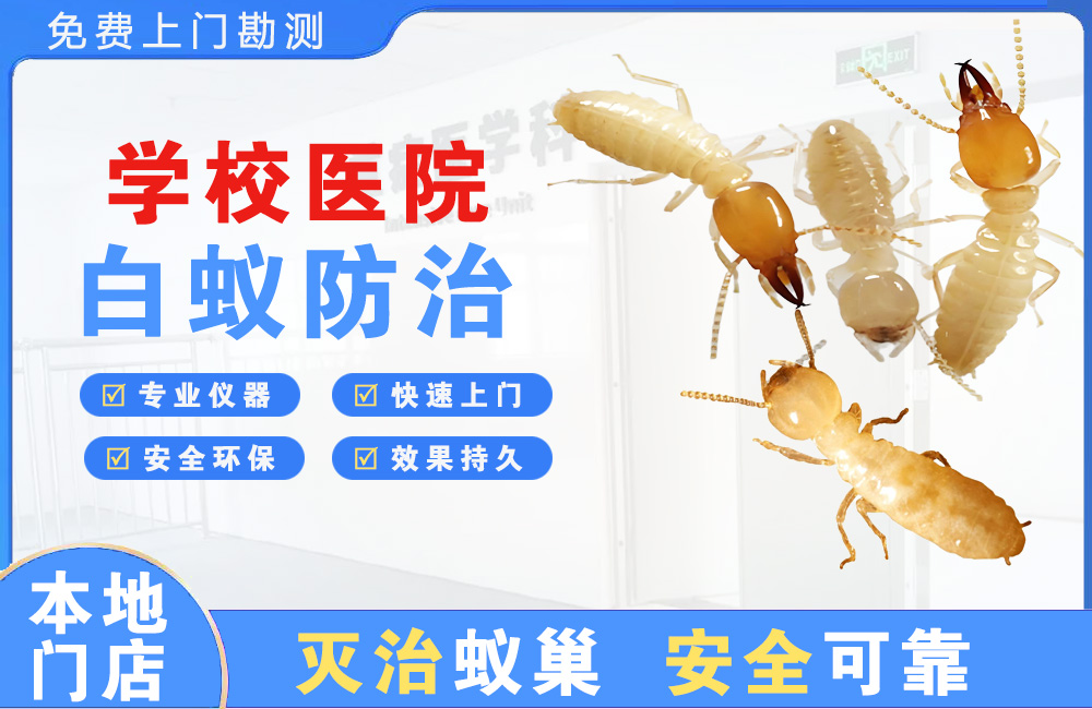 樟树学校医院白蚁防治