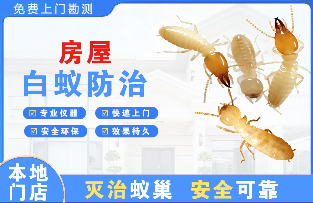 樟树房屋白蚁防治